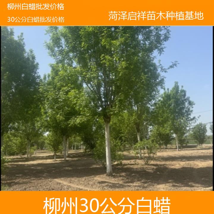 柳州30公分白蜡批发价格-榜单一览