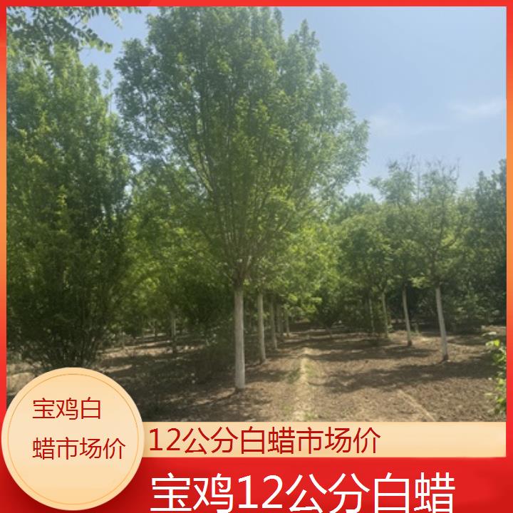 宝鸡12公分白蜡市场价-榜单一览