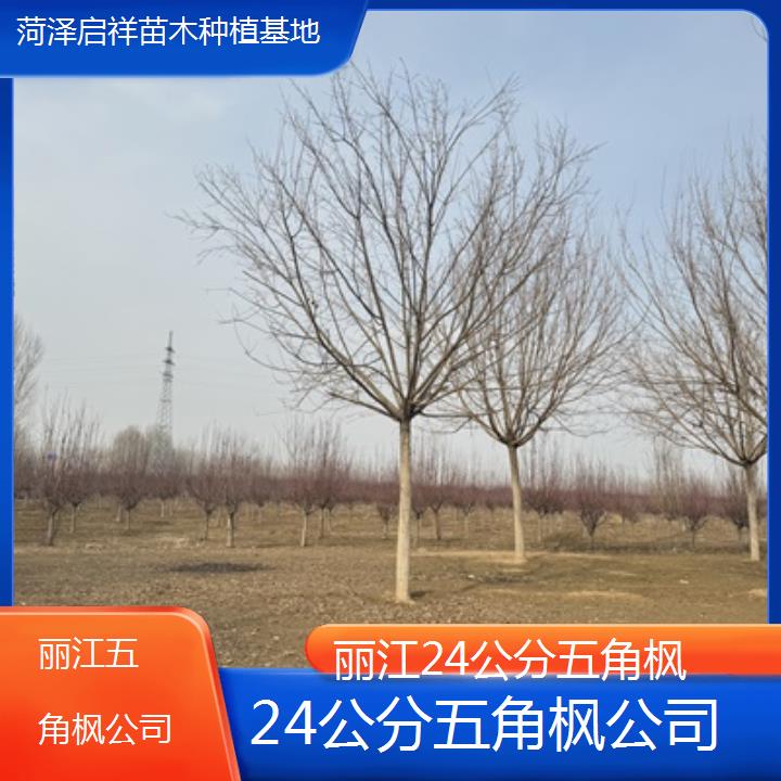 丽江24公分五角枫公司-榜单汇总