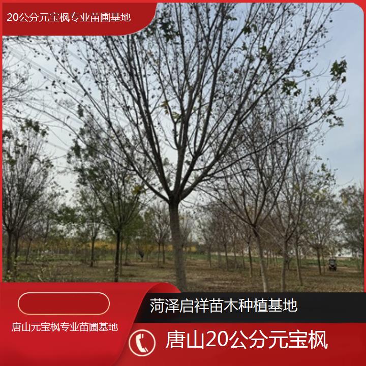 唐山20公分元宝枫专业苗圃基地-排名一览