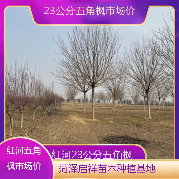 红河23公分五角枫市场价-榜单汇总