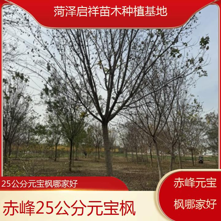 赤峰25公分元宝枫哪家好-排名一览