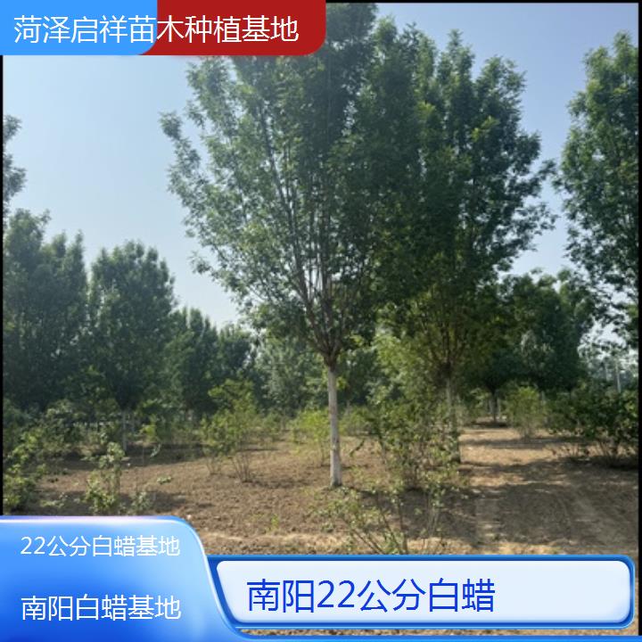 南阳22公分白蜡基地-榜单一览