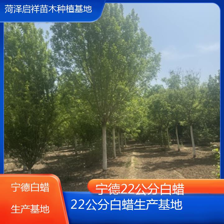 宁德22公分白蜡生产基地-榜单一览