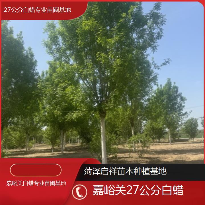 嘉峪关27公分白蜡专业苗圃基地-榜单一览