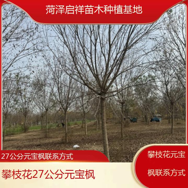 攀枝花27公分元宝枫联系方式-排名一览