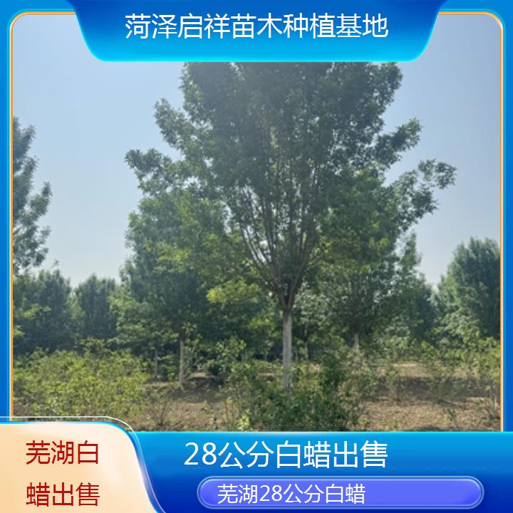 芜湖28公分白蜡出售-榜单一览