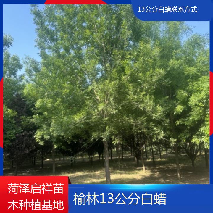 榆林13公分白蜡联系方式-榜单一览