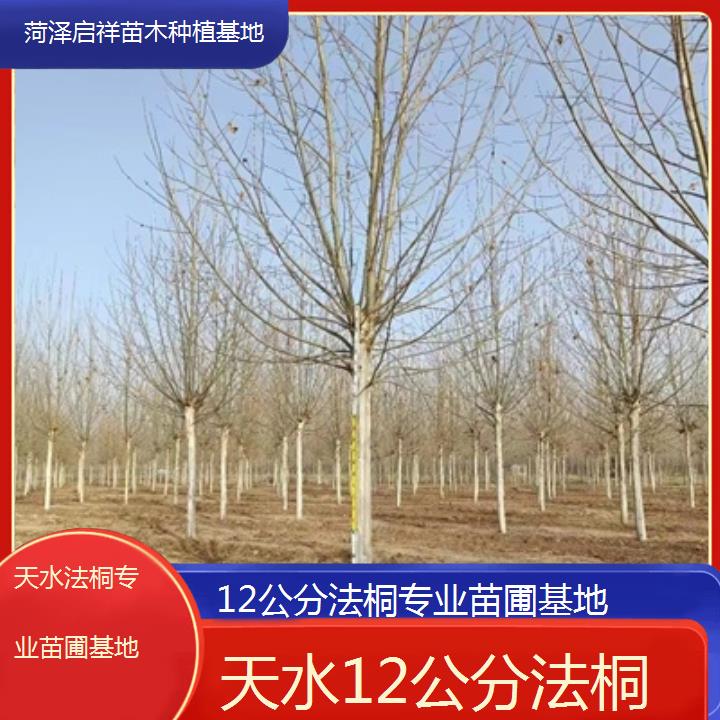 天水12公分法桐专业苗圃基地-人气排行榜