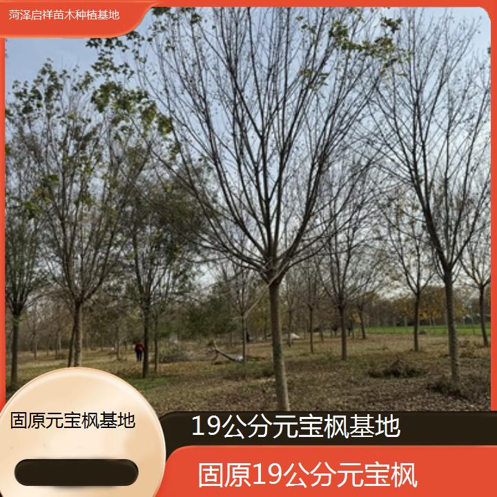 固原19公分元宝枫基地-排名一览