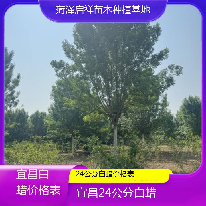 宜昌24公分白蜡价格表-榜单一览