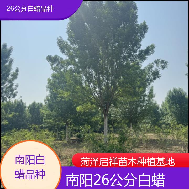 南阳26公分白蜡品种-榜单一览