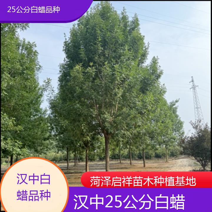 汉中25公分白蜡品种-榜单一览