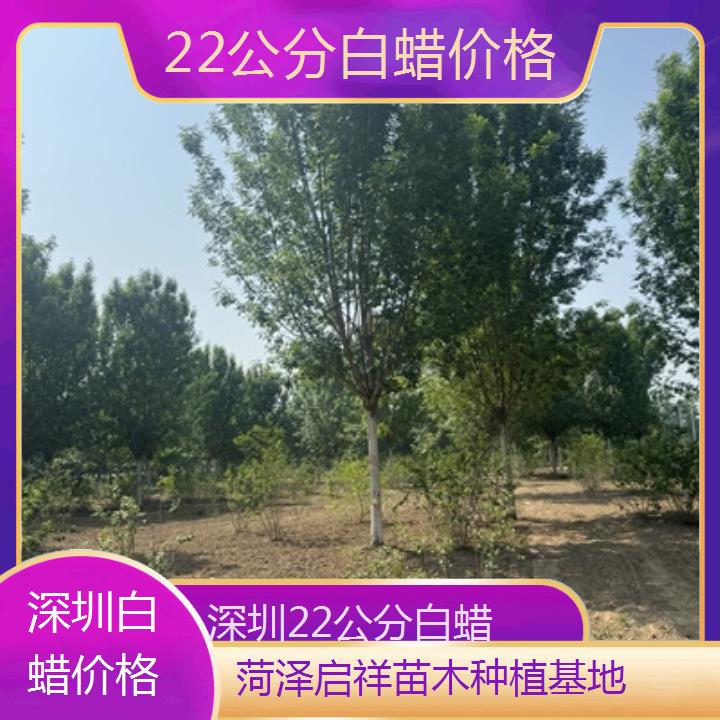 深圳22公分白蜡价格-榜单一览