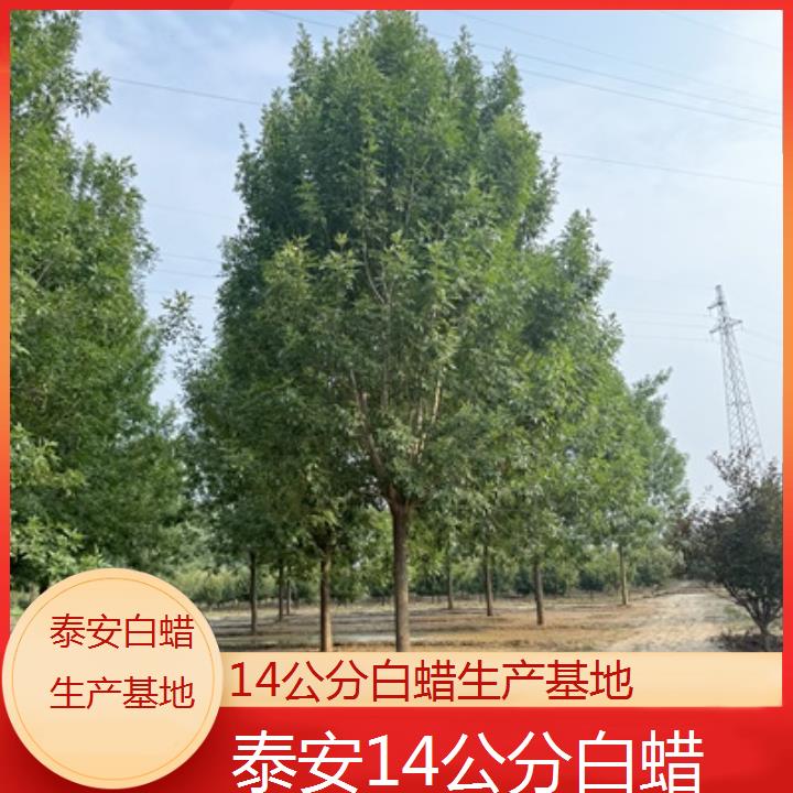 泰安14公分白蜡生产基地-榜单一览