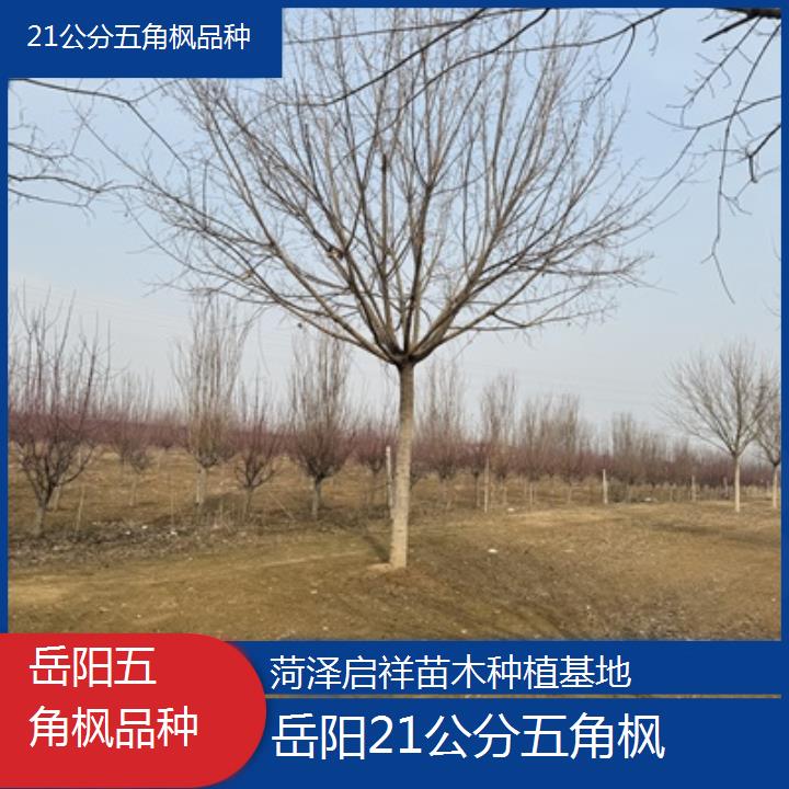 岳阳21公分五角枫品种-榜单汇总