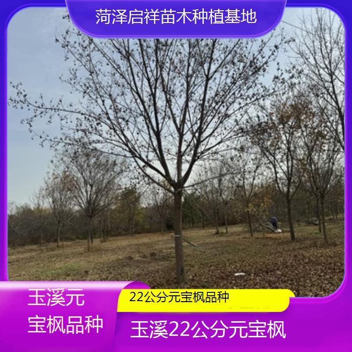 玉溪22公分元宝枫品种-排名一览