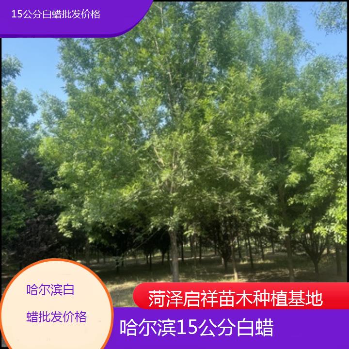 哈尔滨15公分白蜡批发价格-榜单一览