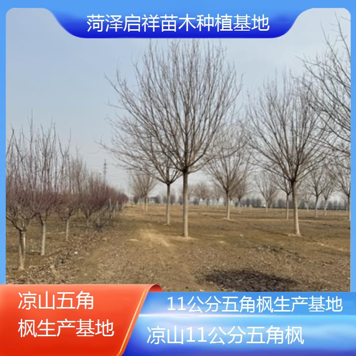 凉山11公分五角枫生产基地-榜单汇总