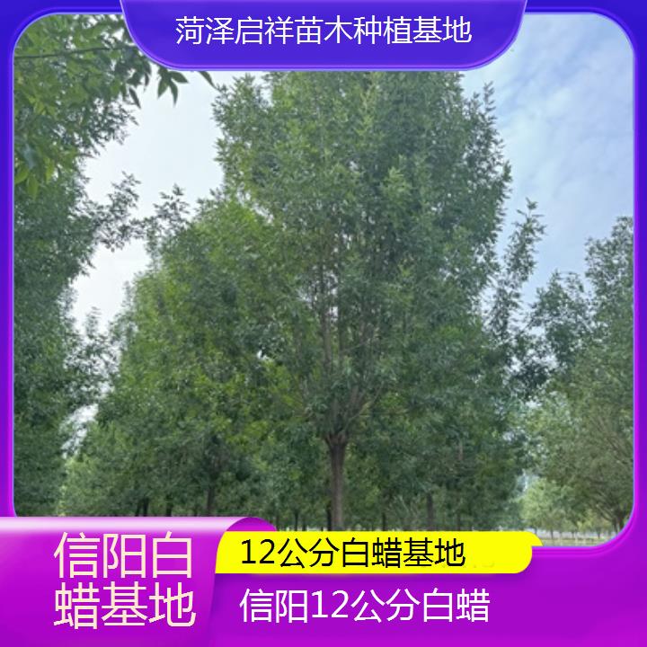 信阳12公分白蜡基地-榜单一览