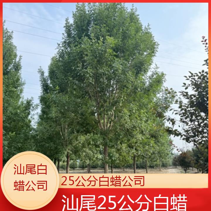 汕尾25公分白蜡公司-榜单一览