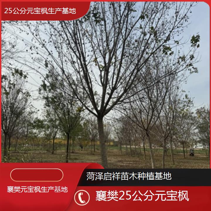 襄樊25公分元宝枫生产基地-排名一览