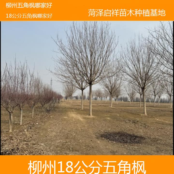 柳州18公分五角枫哪家好-榜单汇总