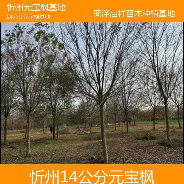 忻州14公分元宝枫基地-排名一览