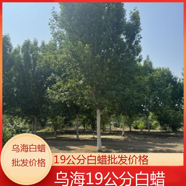 乌海19公分白蜡批发价格-榜单一览