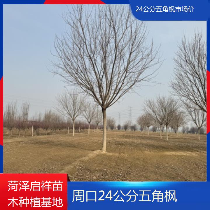 周口24公分五角枫市场价-榜单汇总