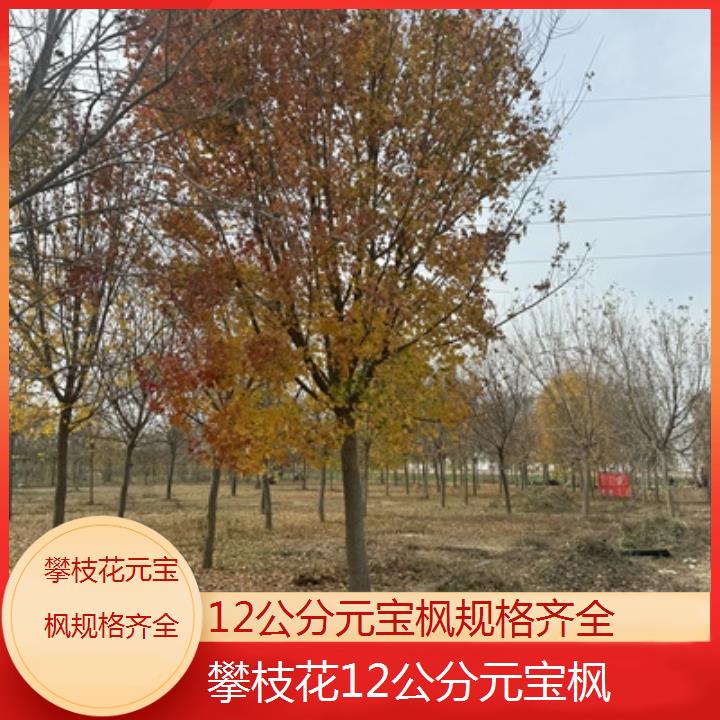 攀枝花12公分元宝枫规格齐全-排名一览