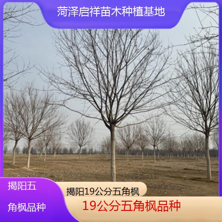 揭阳19公分五角枫品种-榜单汇总