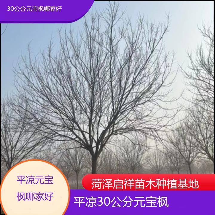 平凉30公分元宝枫哪家好-排名一览