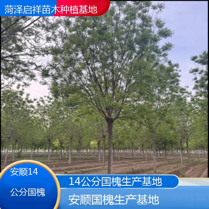 安顺14公分国槐生产基地-按口碑排名