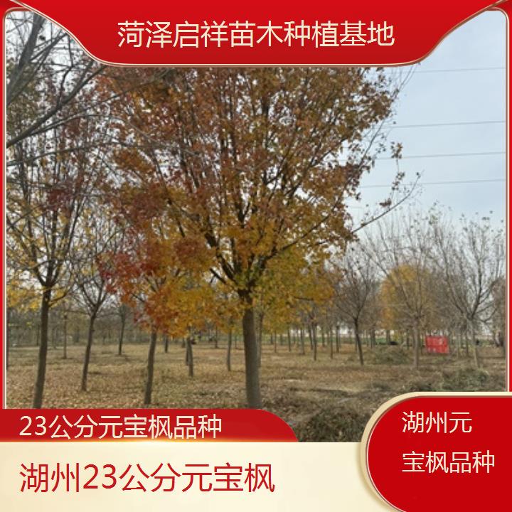 湖州23公分元宝枫品种-排名一览