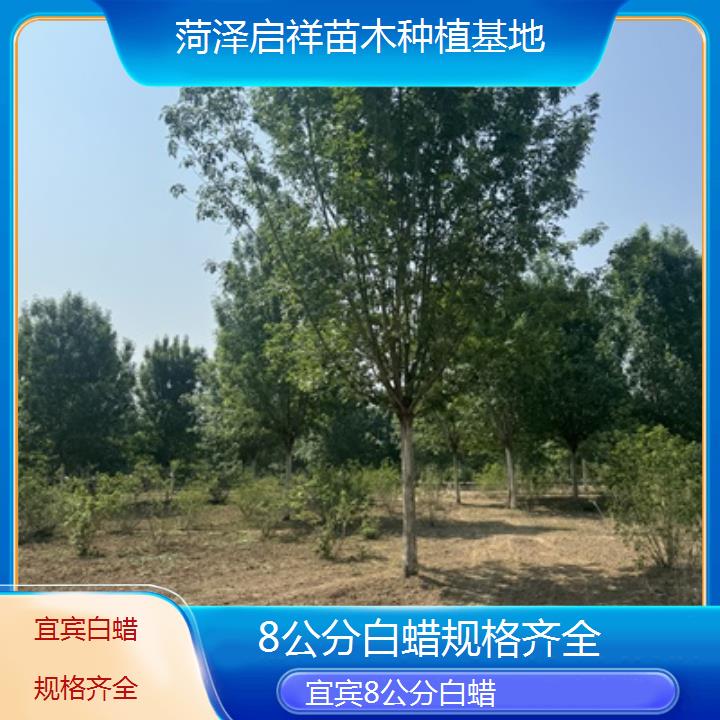 宜宾8公分白蜡规格齐全-榜单一览