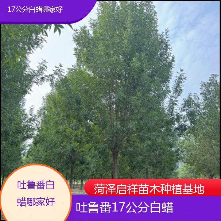 吐鲁番17公分白蜡哪家好-榜单一览