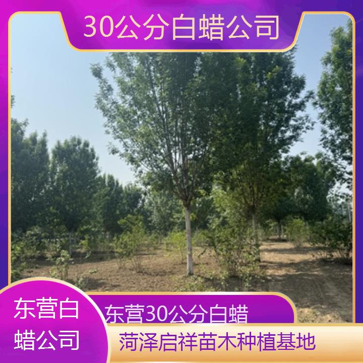 东营30公分白蜡公司-榜单一览