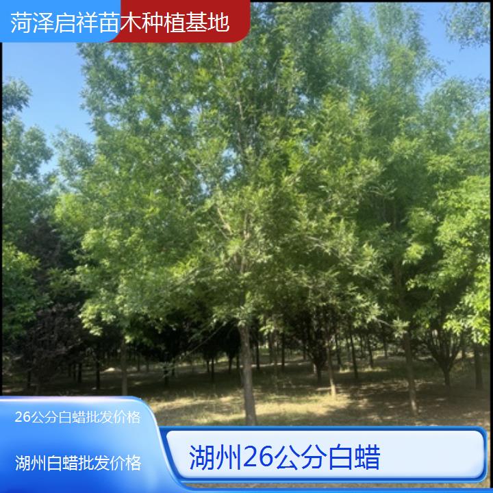 湖州26公分白蜡批发价格-榜单一览