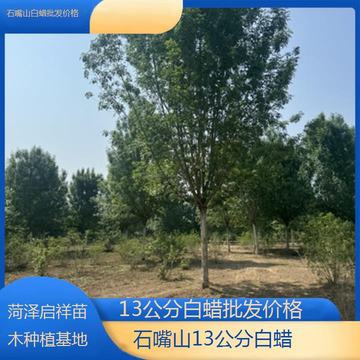 石嘴山13公分白蜡批发价格-榜单一览