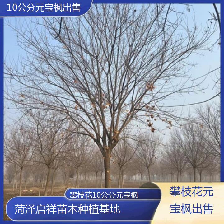 攀枝花10公分元宝枫出售-排名一览