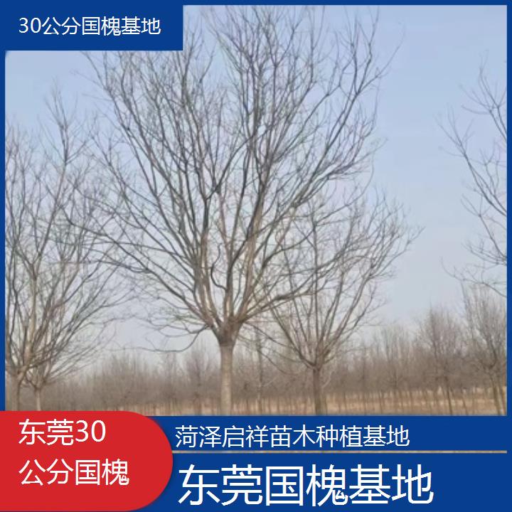 东莞30公分国槐基地-按口碑排名