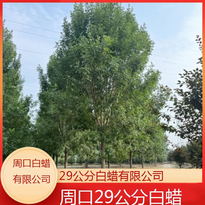 周口29公分白蜡有限公司-榜单一览