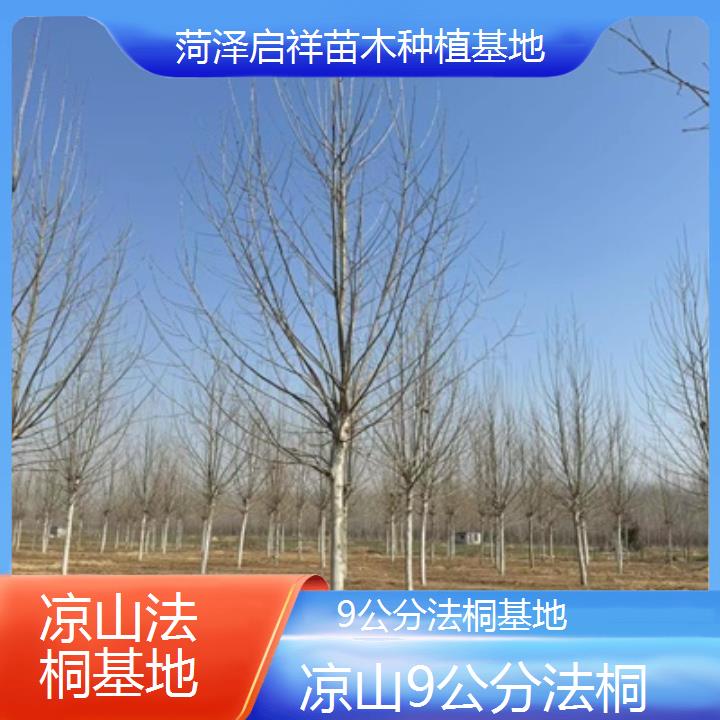 凉山9公分法桐基地-人气排行榜