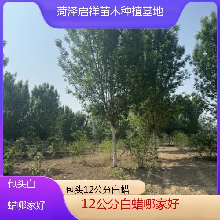 包头12公分白蜡哪家好-榜单一览