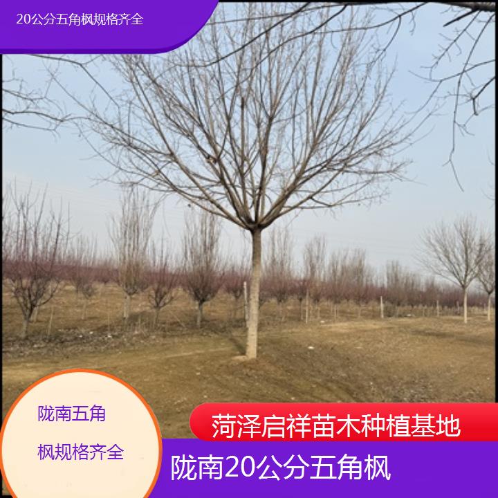 陇南20公分五角枫规格齐全-榜单汇总