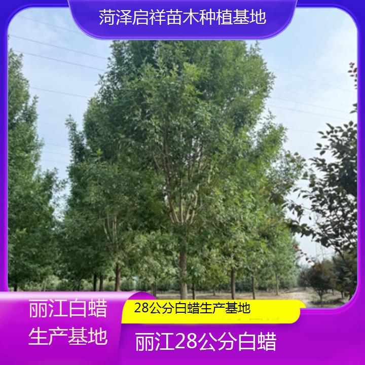 丽江28公分白蜡生产基地-榜单一览