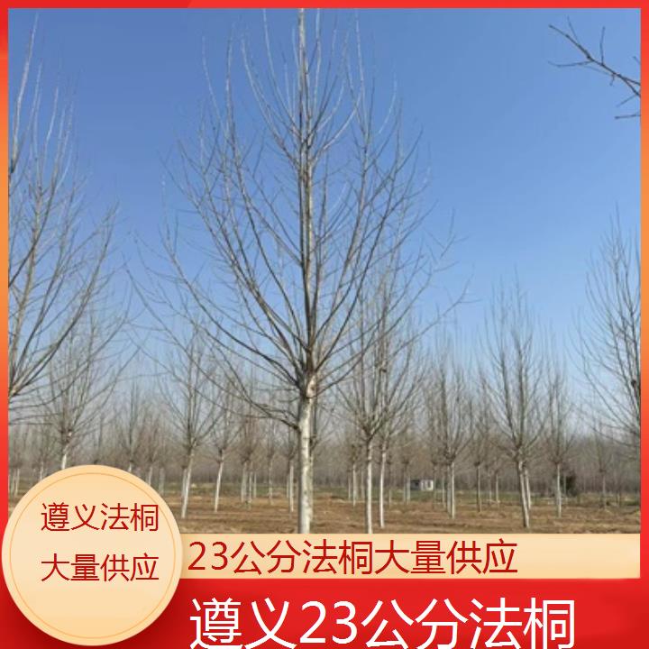 遵义23公分法桐大量供应-人气排行榜