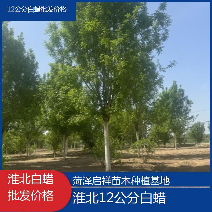 淮北12公分白蜡批发价格-榜单一览