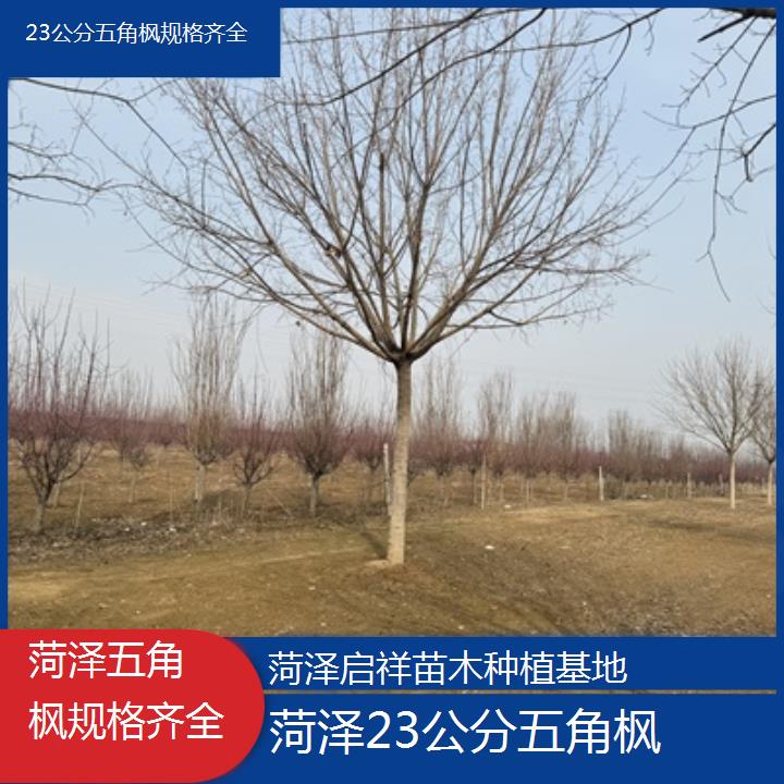 菏泽23公分五角枫规格齐全-榜单汇总